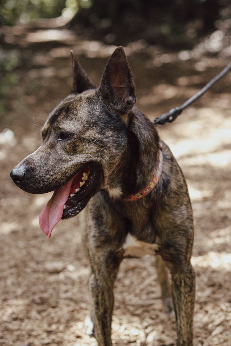 Voluntario de ADEPAC 16